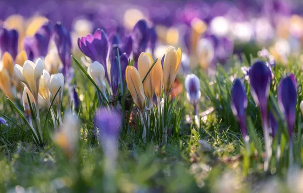 Light, flowers, glade, beauty, blur, spring, yellow, purple