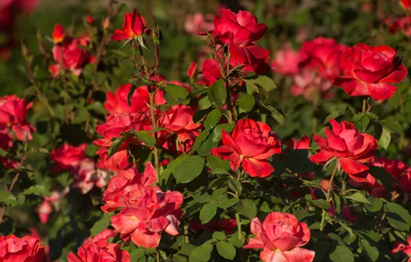 Picture leaves, flowers, branches, red, roses, garden, a lot, rose Bush