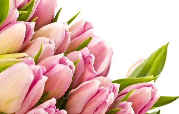 Picture leaves, flowers, beauty, bouquet, petals, tulips, pink, pink