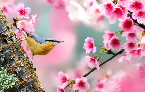 Flowers, nature, tree, bird, branch, spring, Sakura, trunk