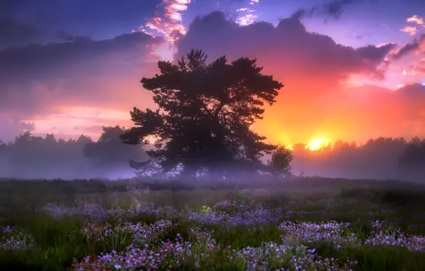 Field, summer, sunset, fog