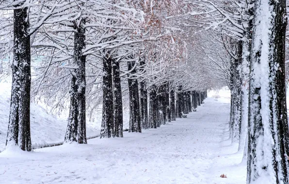 Winter, snow, trees, Park, alley, trees, landscape, park