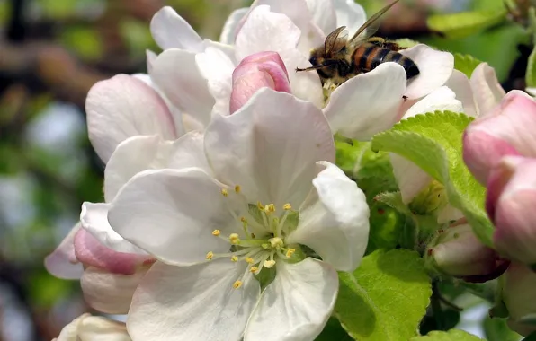 Picture leaves, flowers, bee, spring, Apple