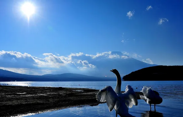 The sky, water, the sun, landscape, nature, beauty, swans