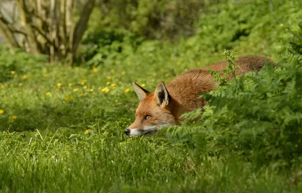 Grass, Fox, red, in ambush