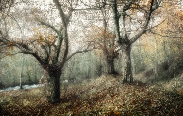 Picture autumn, trees, nature