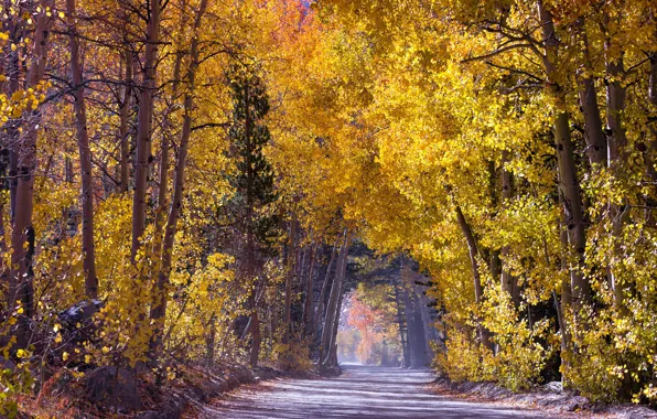 Road, autumn, forest
