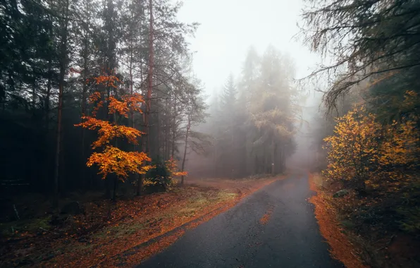 Road, autumn, forest, nature, fog