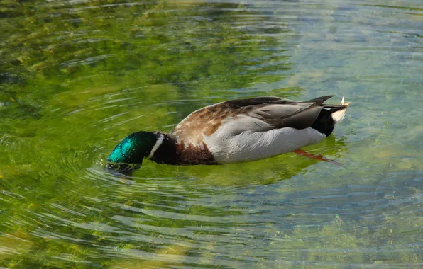 Bird, water, duck, swim