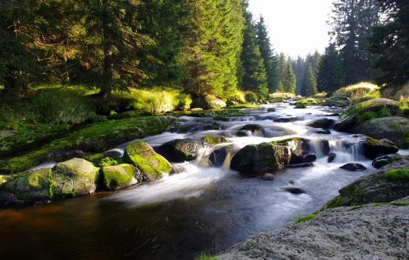 Forest, nature, Czech Republic, mountain river, Sumava, Bohemia, Sumava national Park