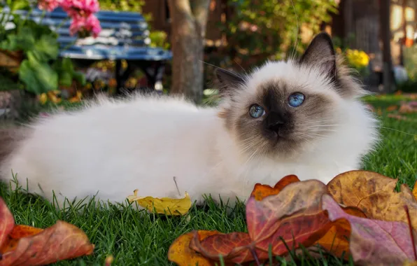 Picture autumn, cat, cat, look, leaves, nature, lies, kitty