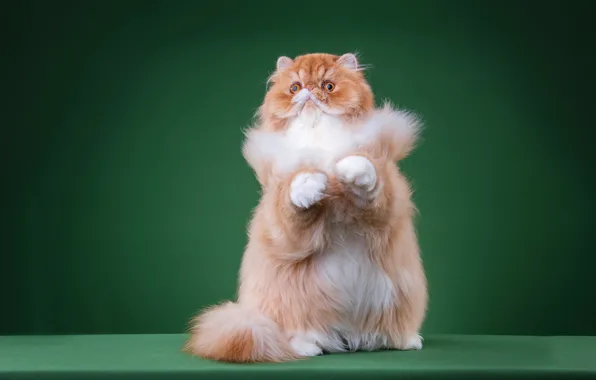 Cat, cat, look, face, pose, legs, fluffy, red