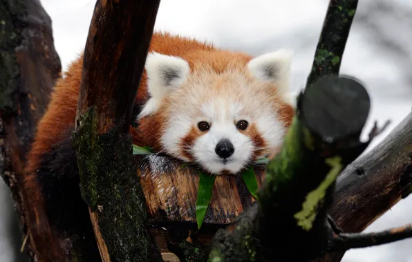 Look, branches, background, tree, portrait, red Panda, face, cutie