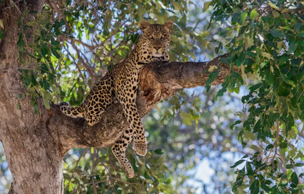 Tree, stay, foliage, predator, branch, leopard, wild cat