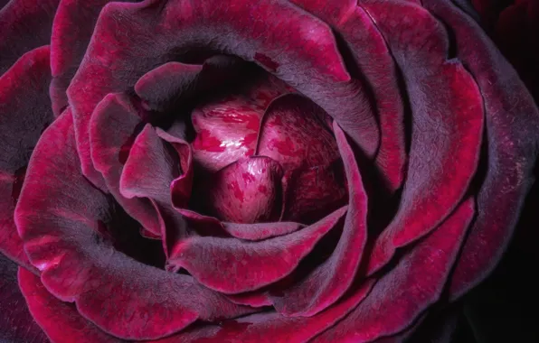Macro, rose, petals, Burgundy