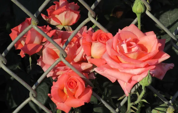 Summer, mesh, roses, 2018, June, Mamala ©