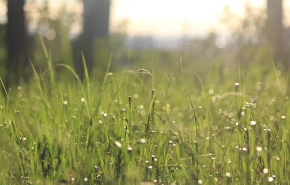 Picture Nature, Grass, Nature, Grass