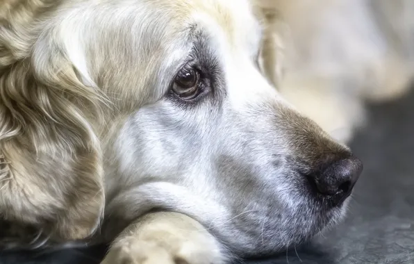 Face, breed, dog
