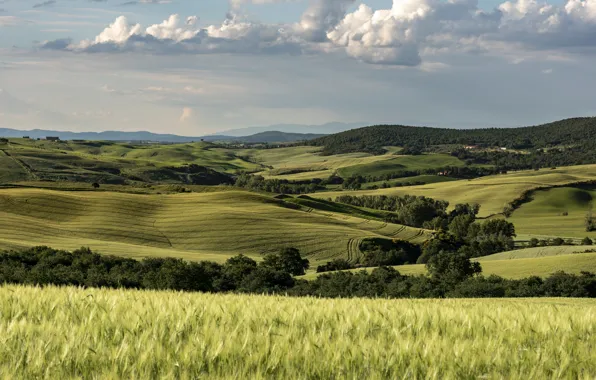 Field, the sky, trees, hills, field, rye, ears, meadows