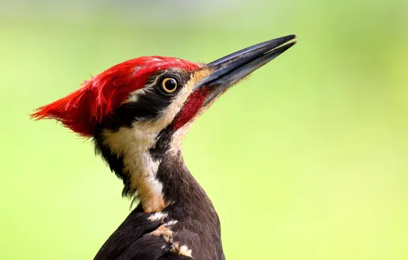 Picture bird, beak, woodpecker, crested zhelna