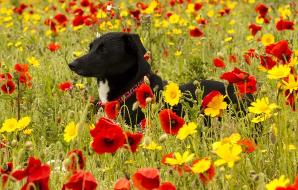 Flowers, Maki, dog, meadow