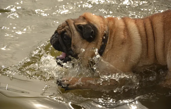 Water, Dog, Lake, River, Joy