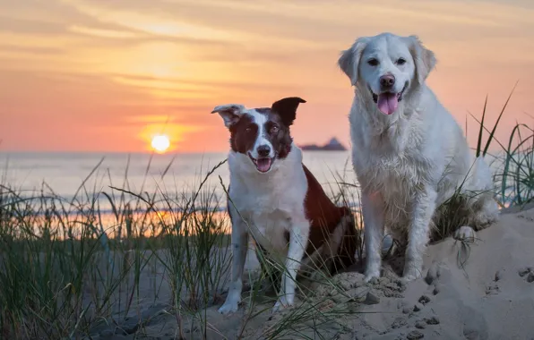 Picture sand, sea, dogs, sunset