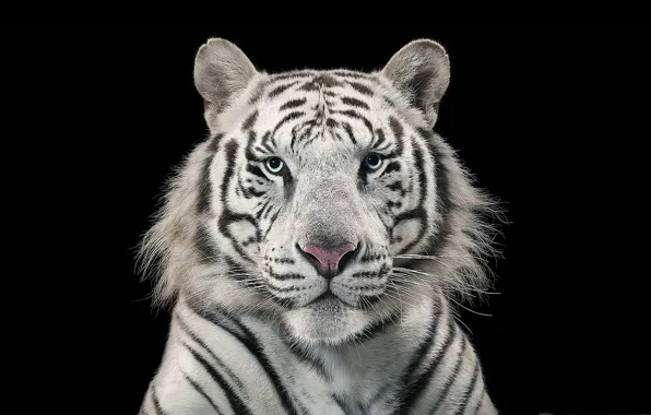 Picture white, tiger, bengal tiger