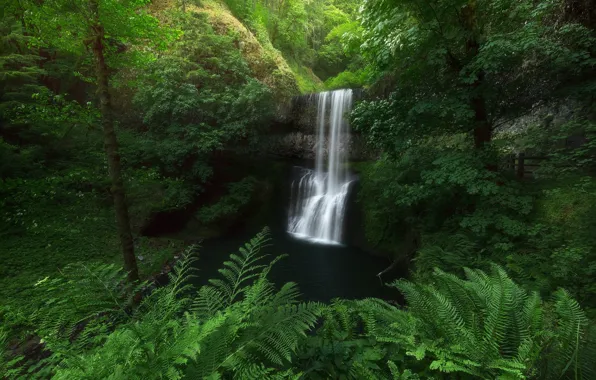 Picture greens, forest, trees, thickets, vegetation, waterfall, fern