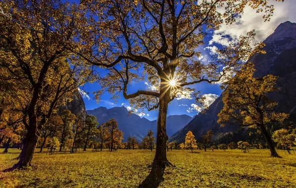 Picture summer, the sun, landscape, mountains, nature, tree