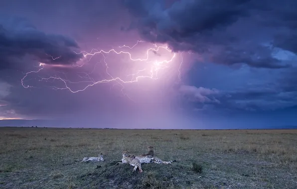 Picture zipper, Lightning, Cheetah, Savannah