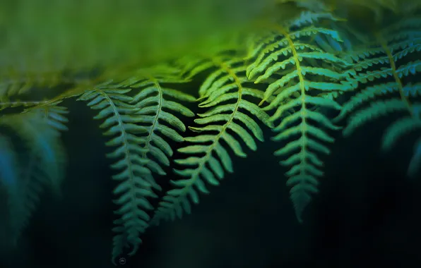 Picture greens, background, fern
