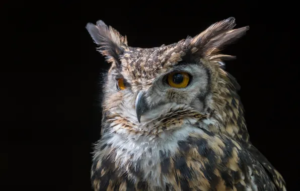 Owl, portrait, black background, Owl