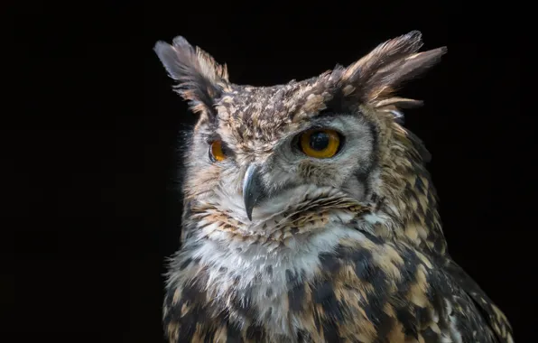 Picture owl, portrait, black background, Owl