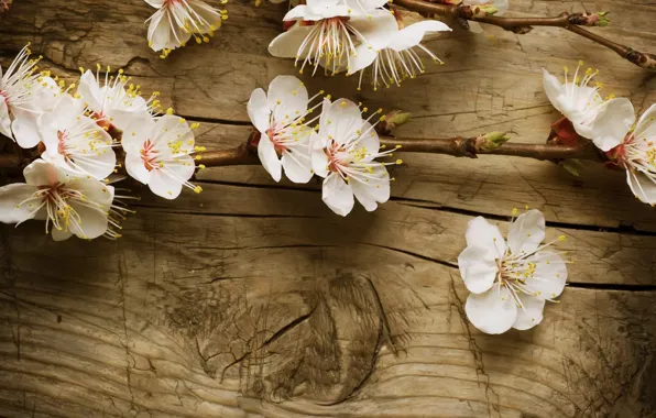 Picture trees, flowers, branches, Board