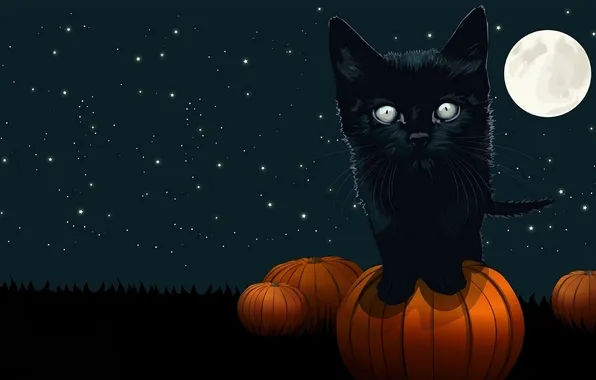 Cat, cat, night, Halloween, pumpkin, Halloween, black background