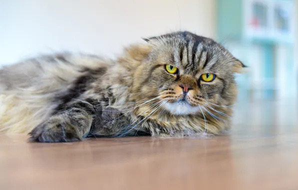 Cat, cat, look, pose, grey, fold, floor, lies