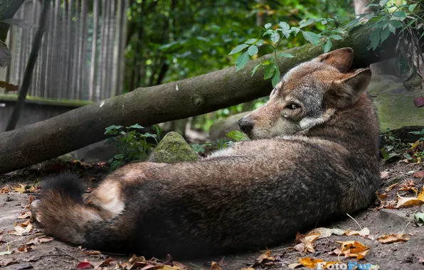 Fantasy, nature, art, snow, predator, face, animal, wolf
