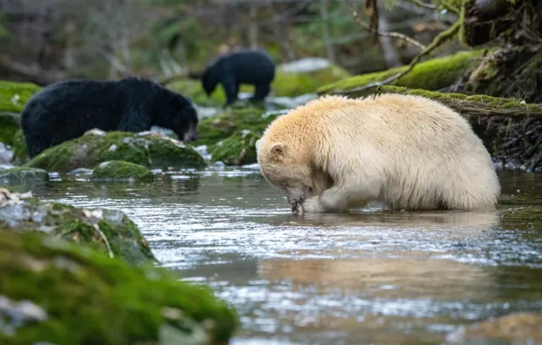 Picture Canada, Bears, Canada, River, North America, North America, Hunting, Bears