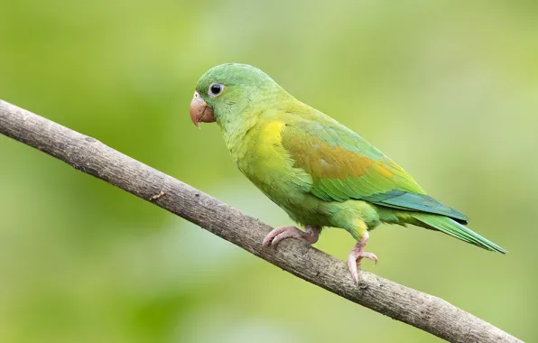 Picture green, branch, parrot