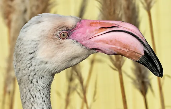 Macro, bird, Flamingo