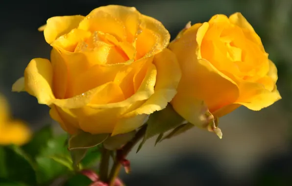 The sun, drops, flowers, yellow, roses