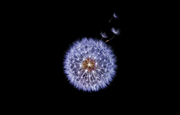 Dandelion, black background, Samsung Galaxy S9 Stock, Dandelion flower