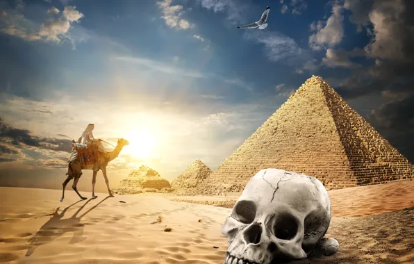 Sand, the sky, the sun, clouds, bird, desert, skull, camel