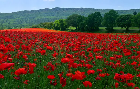 Field, grass, trees, flowers, mountains, hills, Maki, meadow