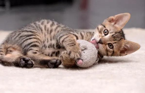 Language, cat, kitty, grey, toy, the game, lies, Mat
