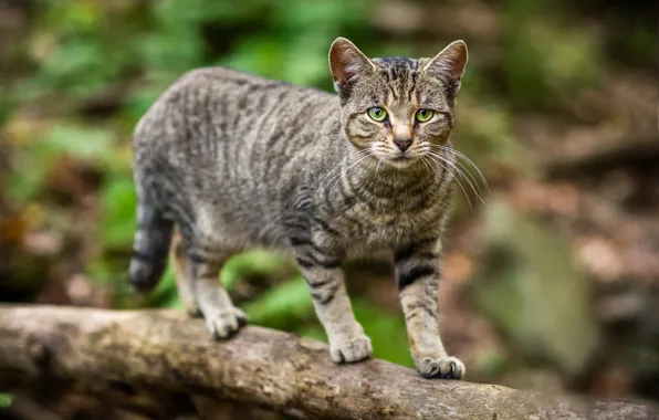 Cat, cat, look, nature, pose, grey, background, tree