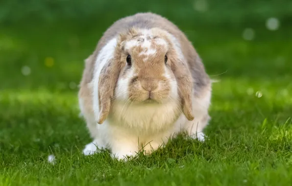 Nature, rabbit, Eeyore, truck