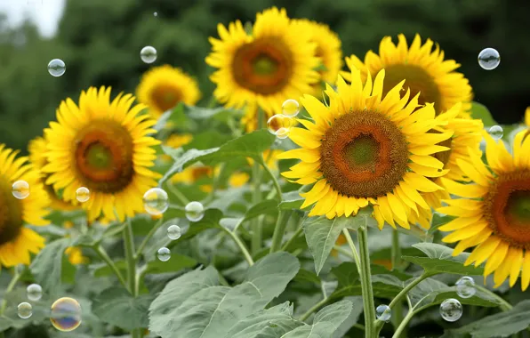 Field, summer, sunflowers, bubbles