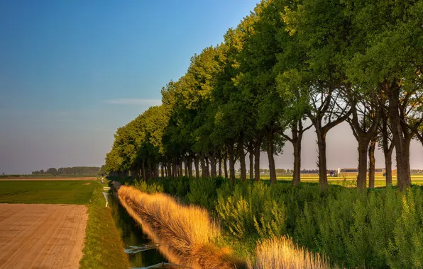 Picture field, autumn, trees, channel